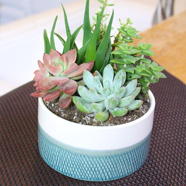 SMART PLANET 5.5 in. Succulent Garden in Taupe Ribbed Glazed Planter  0872535 - The Home Depot