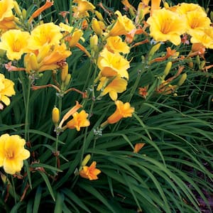 1 Gal. Hemerocallis Yellow Daylily Plant