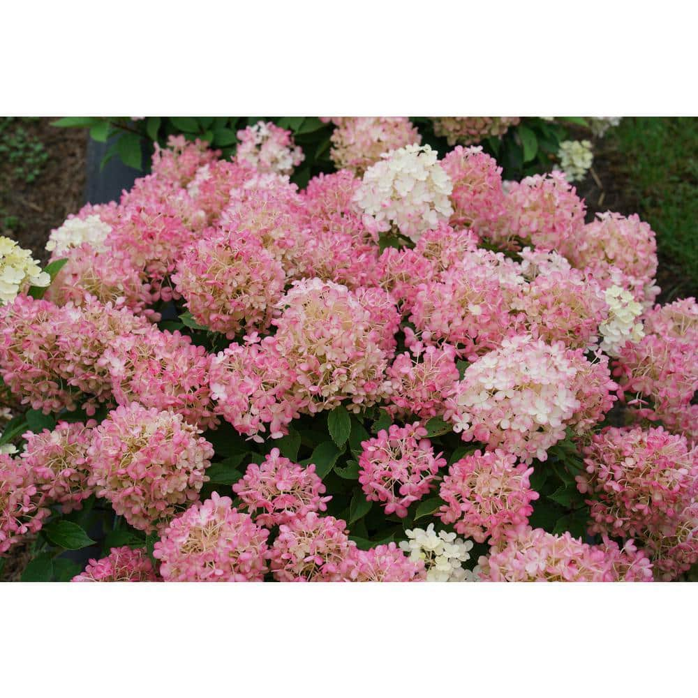 PROVEN WINNERS 1 Gal. Fire Light 'Tidbit' Hydrangea (Arborescens) Live ...