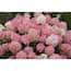 https://images.thdstatic.com/productImages/ec083a33-fa30-440f-a0b0-492ba641d9d2/svn/proven-winners-hydrangeas-hydprc1186101-64_65.jpg