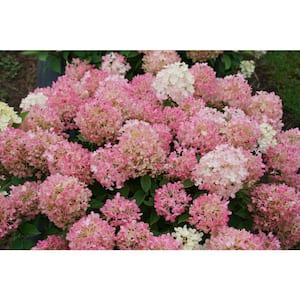 4.5 in. Qt. Fire Light 'Tidbit' Hydrangea, Live Plant, White and Red Flowers