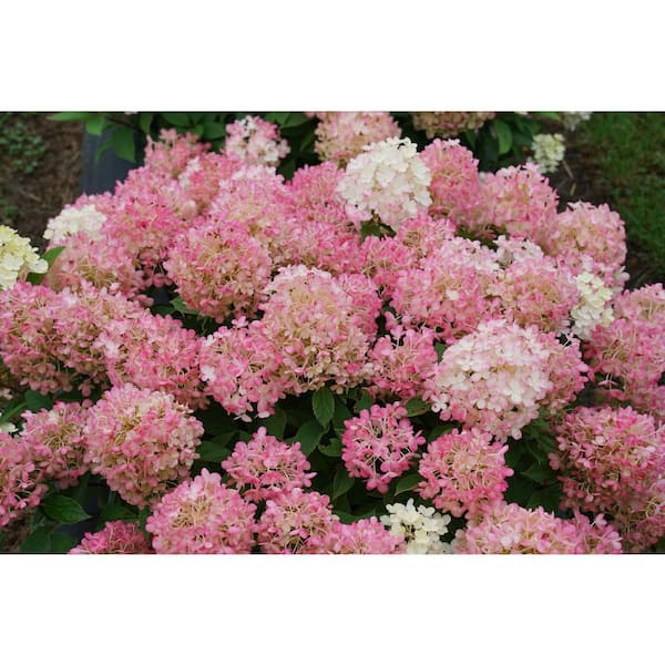 PROVEN WINNERS 4.5 in. Qt. Fire Light 'Tidbit' Hydrangea, Live