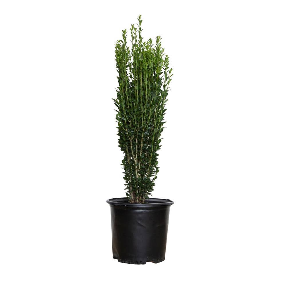 FLOWERWOOD 2.5 Gal - Sky Pencil Japanese Holly(Ilex), Live Plant, Upright Growth Habit 31203FL