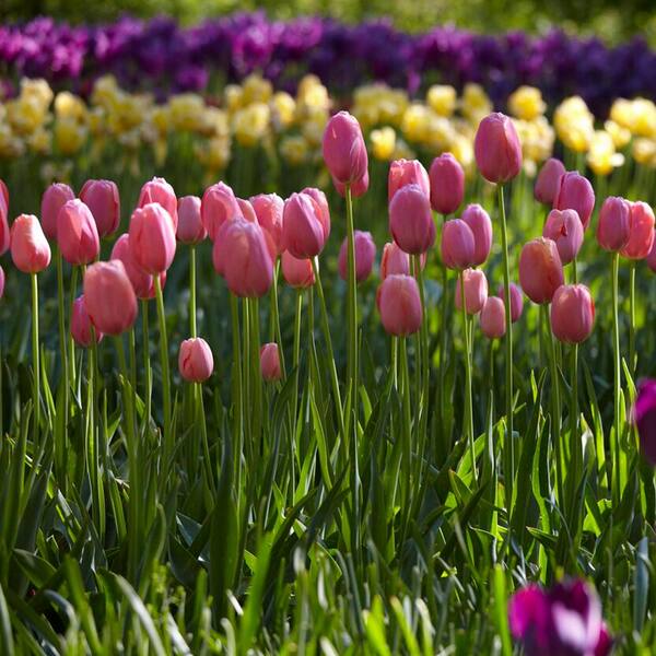 Garden State Bulb 12/+ cm, Single Late Pink Menton Tulip Flower