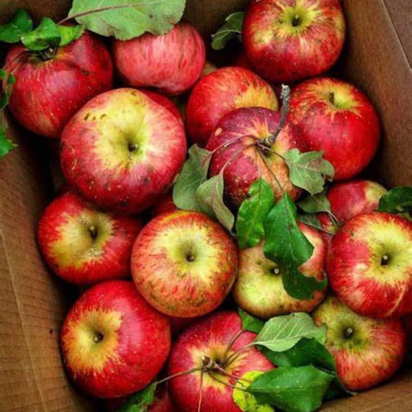 Southern Living 7 Gal. Wolf River Apple Tree