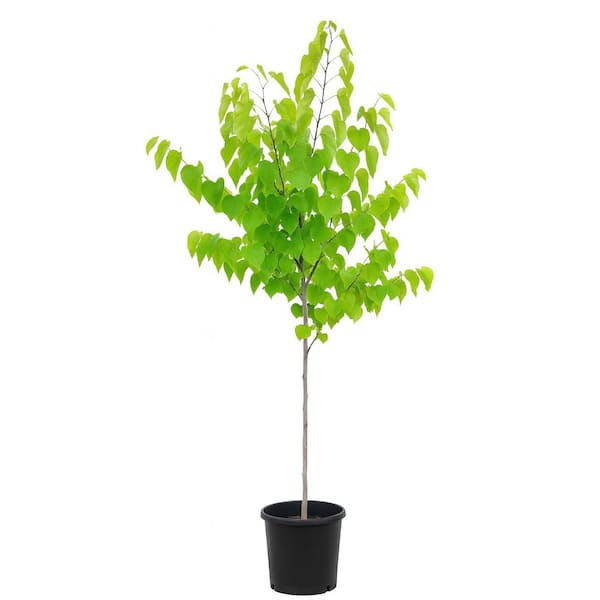 15 Gal. Eastern Redbud Live Tree