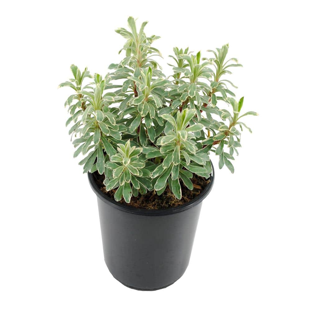 Perennial Euphorbia C Silver Swan 2.5 qt.