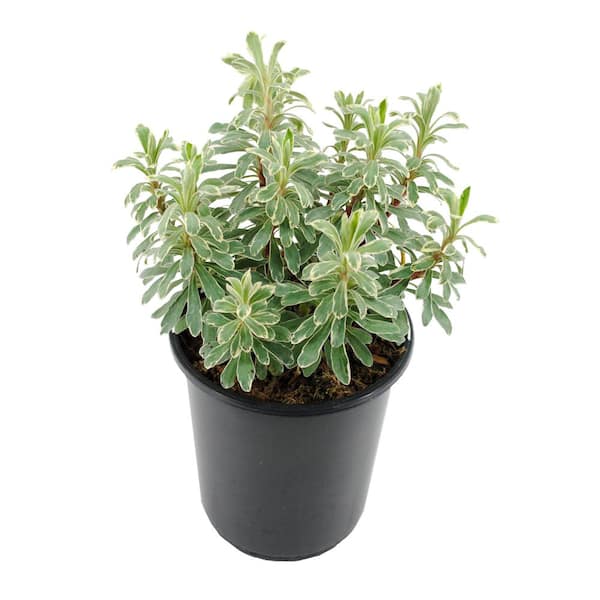 Unbranded Perennial Euphorbia C Silver Swan 2.5 qt.