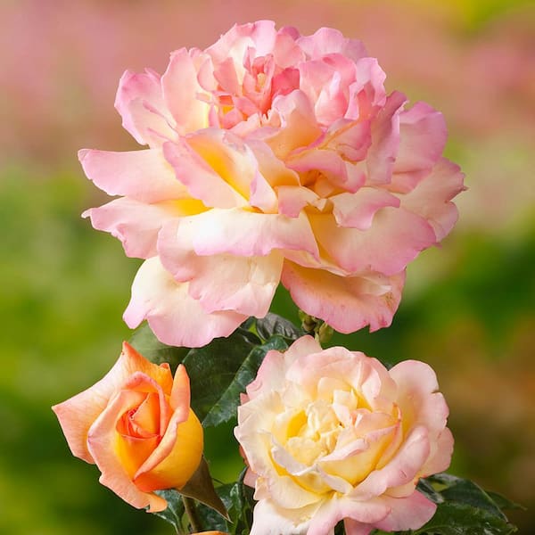 3 Gal. Pot, Peace Hybrid Tea Rose Bush Potted Plant Blooms with Yellow Flowers (1-Pack)