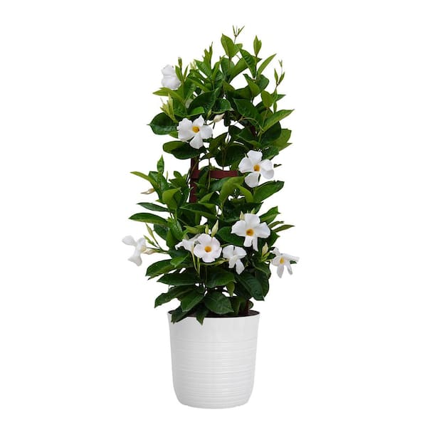 United Nursery White Mandevilla Trellis Live Outdoor Vining Plant in 10 inch White Decor Pot