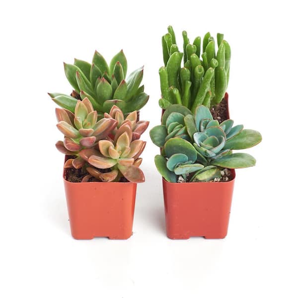 Shop Succulents 2 in. Assorted Succulent (Collection of 4) A4 - The Home  Depot