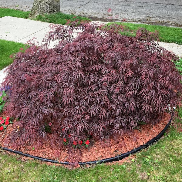 5 gal. Tamukeyama Japanese Red Maple Deciduous Tree MAPJTA05G