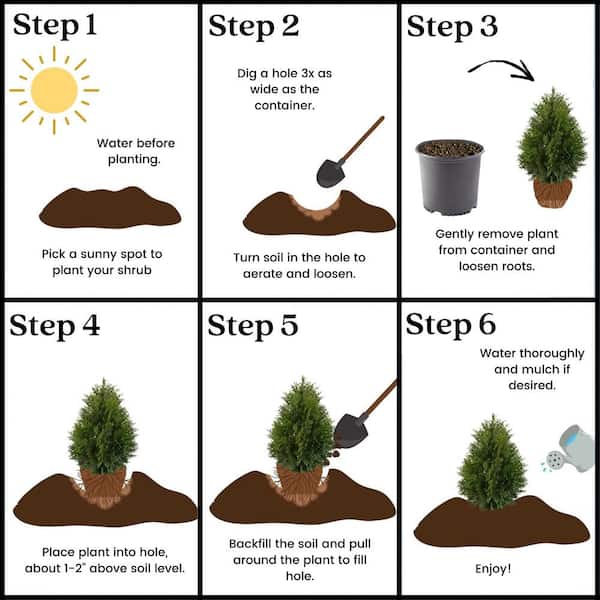 7 Gal. Green Giant Arborvitae (Thuja) Live Evergreen Shrub 15601