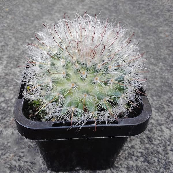 Powder Puff Cactus-2 Live Starter Plants in 2 in. Growers Pots-Mammillaria Bocasana-Flowering Easy Care Cactus