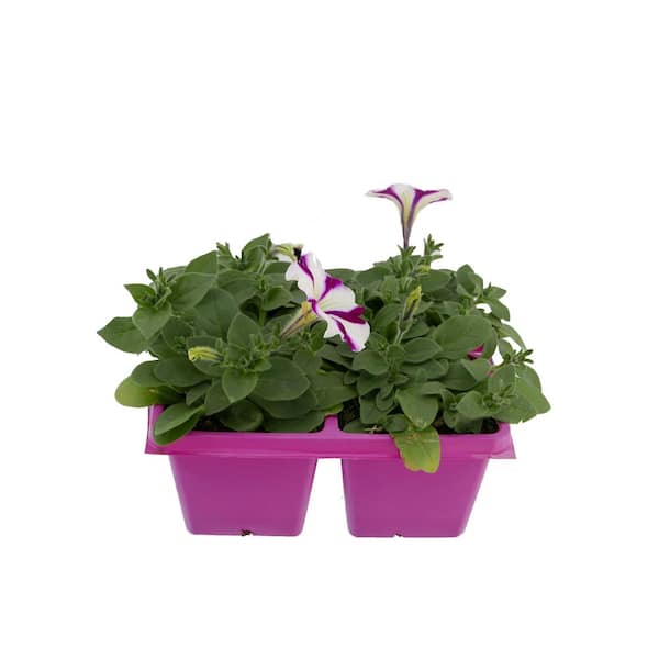 EASY WAVE 4-Pack Burgundy Star Easy Wave Petunia Annual Plant with Burgundy and White Flowers
