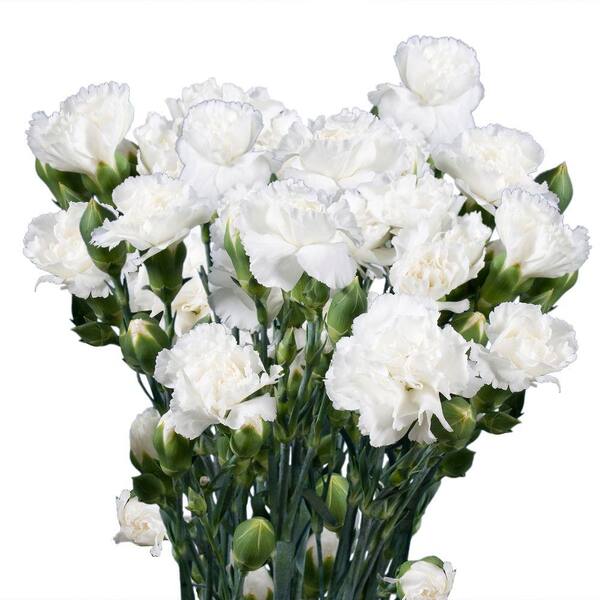 Globalrose Fresh White Mini Carnations (160 Stems - 640 Blooms)