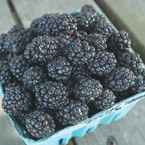 2.50 Qt. Pot, Ouachita Blackberry Bush, Potted Fruit Bearing Plant (1-Pack)