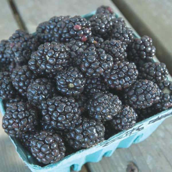 Gurney's 2.50 Qt. Pot, Ouachita Blackberry Bush, Potted Fruit Bearing Plant (1-Pack)