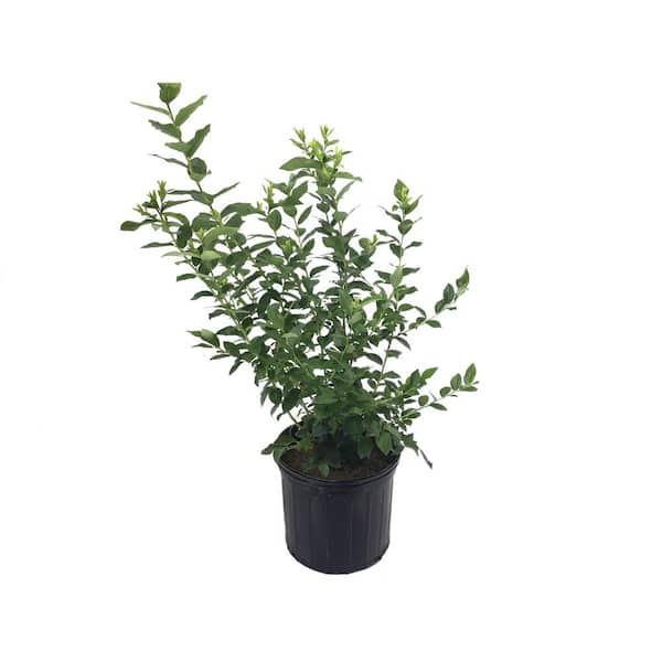 Plants That Work Highbush Blueberry (Vaccinium) Bluecrop Plant