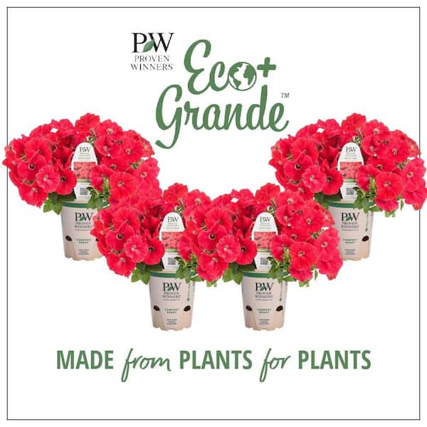 PROVEN WINNERS 4.25 in. Eco+Grande Supertunia Really Red (Petunia) Live Plant, Red Flowers (4-Pack)