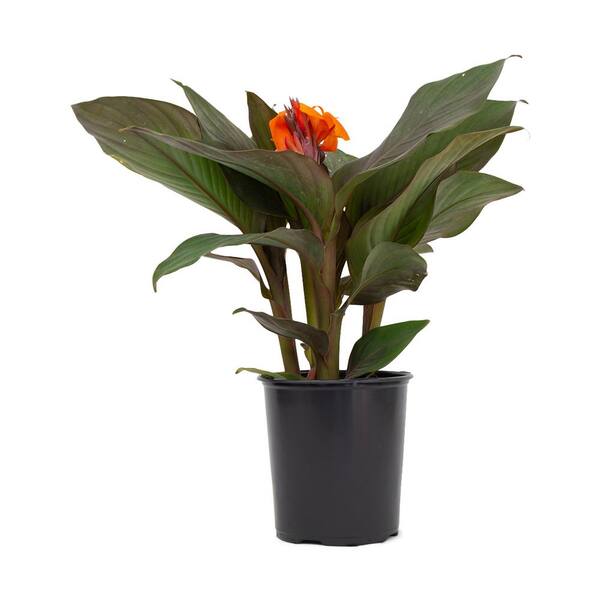 Vigoro 2.5 qt. Canna Lily Red Leaf Orange Flower Grower's Pot