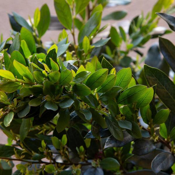 Alpine Small Leaved Shrubs