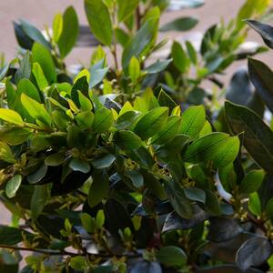 3 Gal. Coppertone Distylium, Live Evergreen Shrub, Copper-red New Foliage