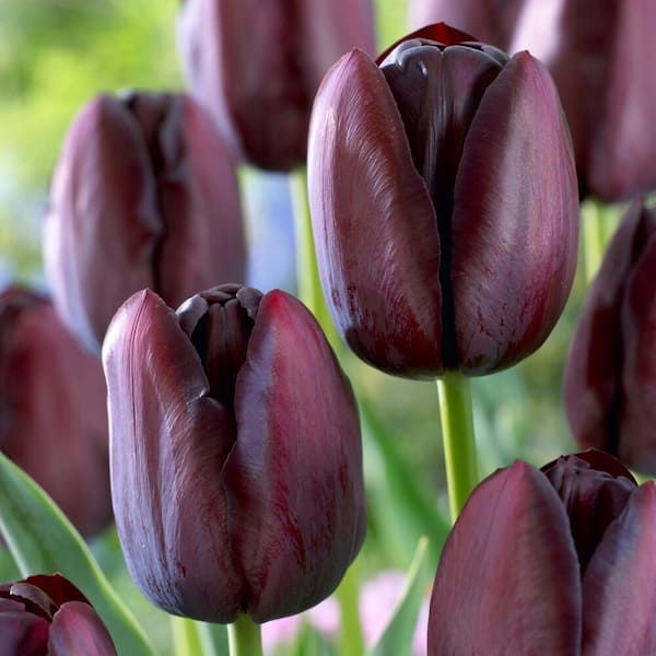 Garden State Bulb 12/Plus cm, Queen of the Night Single Late Tulip Bulbs (Bag of 100)