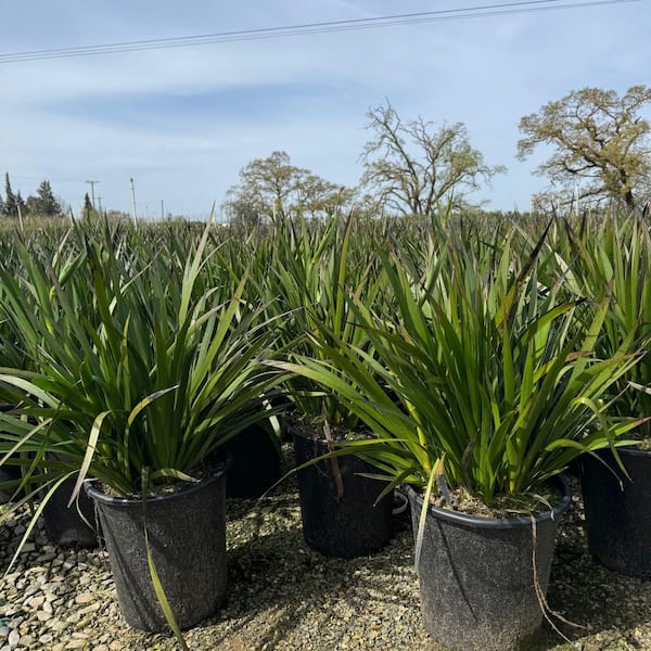 #5 container Anigozanthos 'Bush Ranger' Shrubs plant (2-Pack)