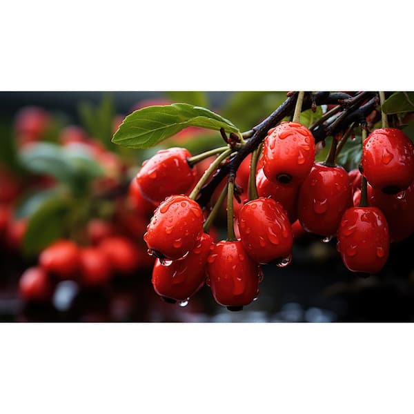 BELL NURSERY 1 Gal. Goji Live Fruit Bearing Tropical Tree