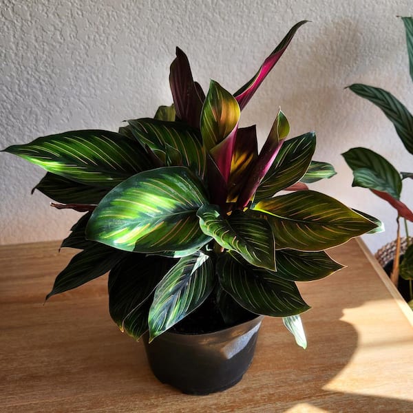 Altman Plants Calathea Ornata Pet Friendly Striped Prayer Plant Live Indoor Houseplant 6 in. Grower Pot