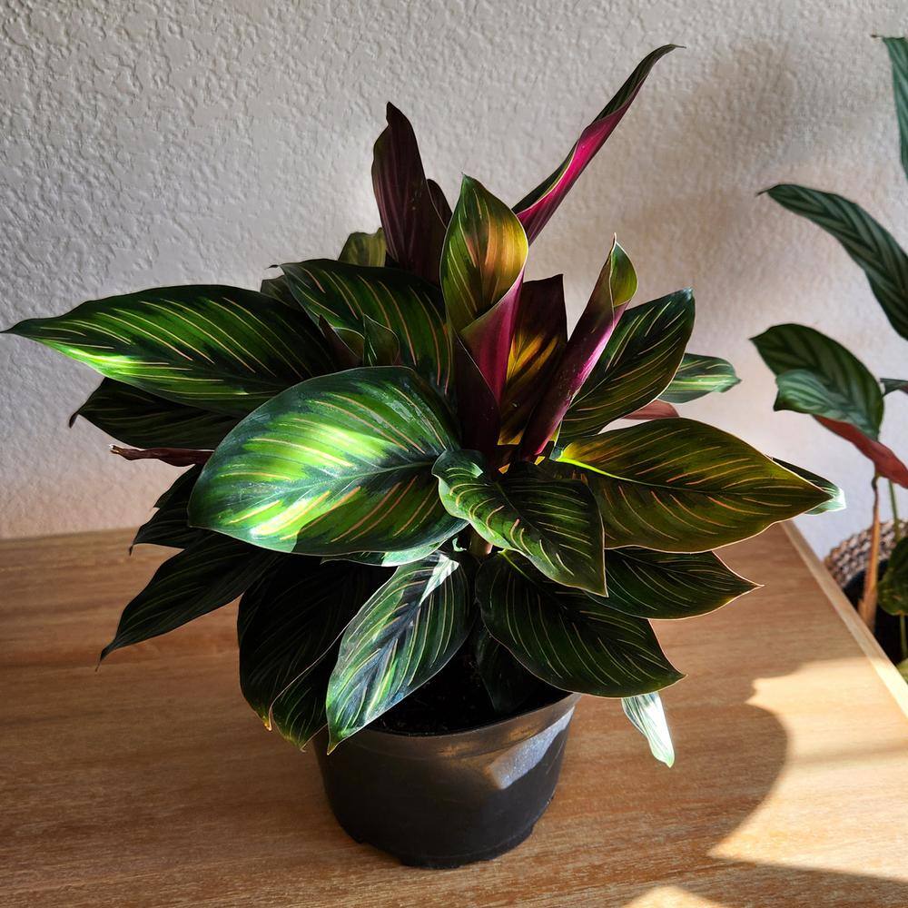 Calathea Ornata Pinstripe Plant in Black Plastic Pot