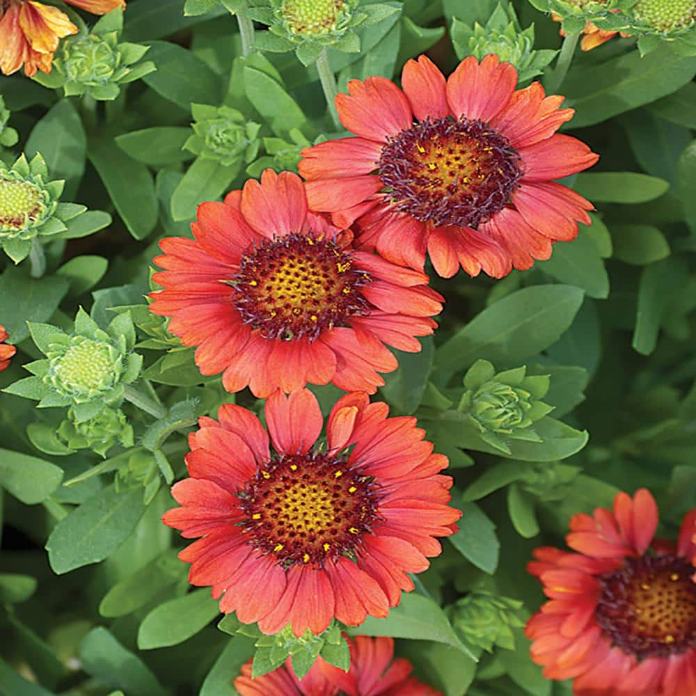 Gaillardia aristata spintop red hot sale