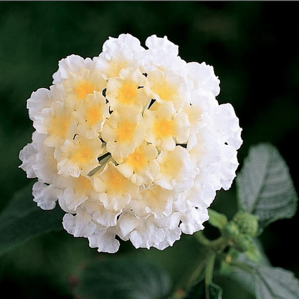 ALTMAN PLANTS 1 Qt. Lantana Trailing White Plant Collection (4-Pack)