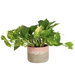 Pothos Indoor Plant in 6 in. Two Tone Ceramic Pot, Avg. Shipping Height 1-2 ft. Tall