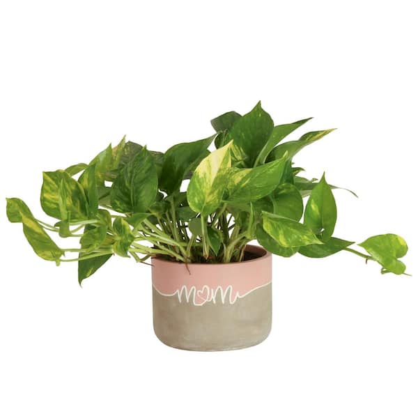 Costa Farms Pothos Indoor Plant in 6 in. Two Tone Ceramic Pot, Avg. Shipping Height 1-2 ft. Tall