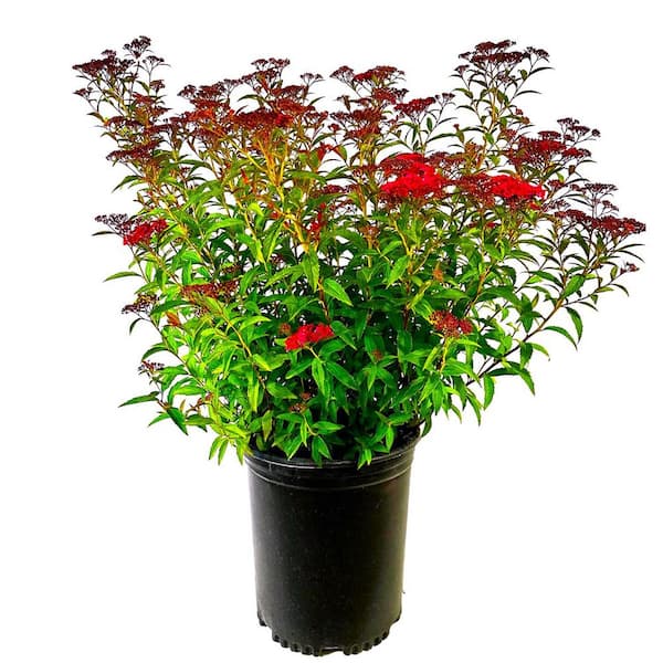 Unbranded 2.25 Gal. Dart's Red Spiraea Live Shrub with Red-Purple Blooms