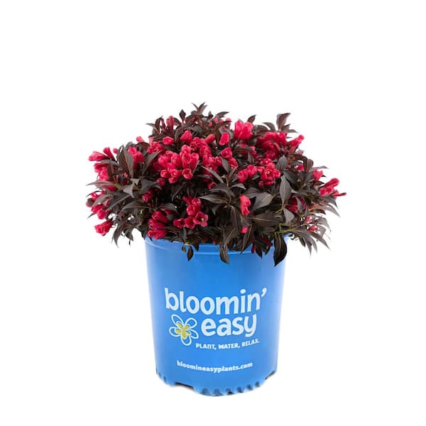 BLOOMIN' EASY 2 Gal. Weigela Spilled Wine Shrub Plant with Red Blossoms in Grower pot