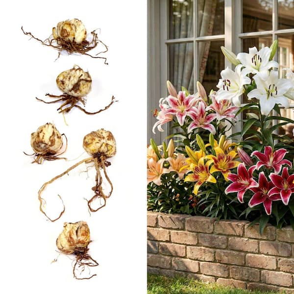 national PLANT NETWORK Lily Oriental Mixed Bulbs (5-Pack) HD3429