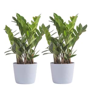 Zamioculcas Zamiifolia ZZ Indoor Plant in 6 in. White Ribbed Plastic Decor Planter, Avg Shipping Height 1-2 ft. (2-Pack)