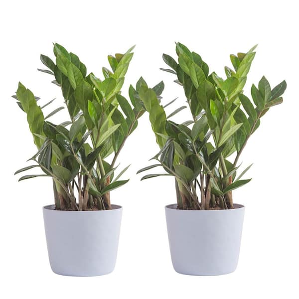 Vigoro Zamioculcas Zamiifolia ZZ Indoor Plant in 6 in. White Ribbed Plastic Decor Planter, Avg Shipping Height 1-2 ft. (2-Pack)