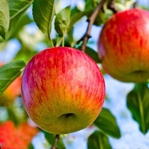 Get Organic Fuji Apple Box Delivered