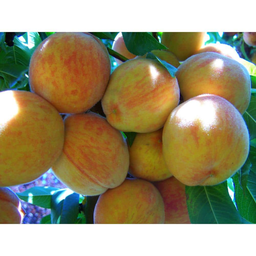 Organic Suncrest Peaches