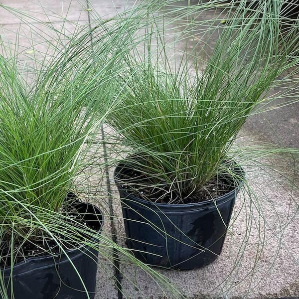 Pink on sale muhly grass