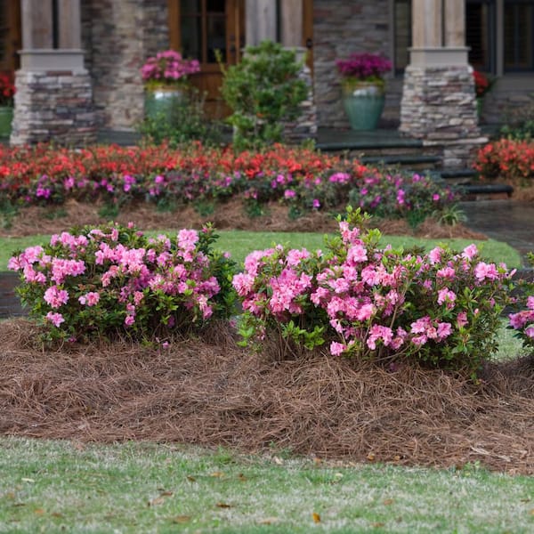Encore Azalea 2 Gal. Autumn Carnation Shrub with Semi Double Pink