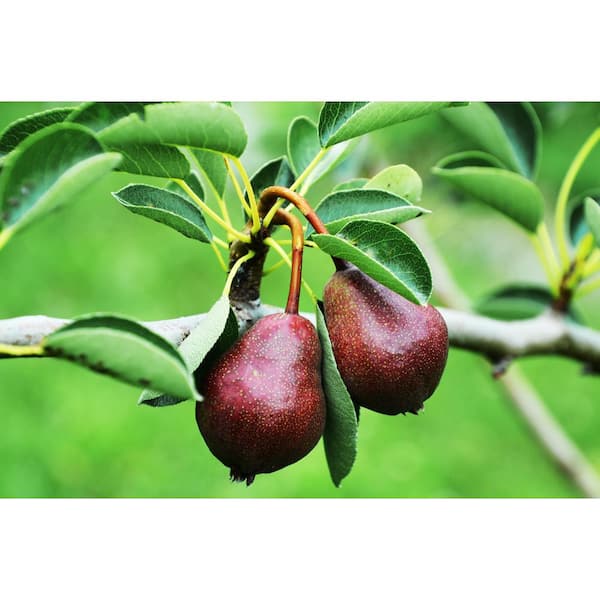 Premium Photo  Pears fresh sweet organic pears with leaves on