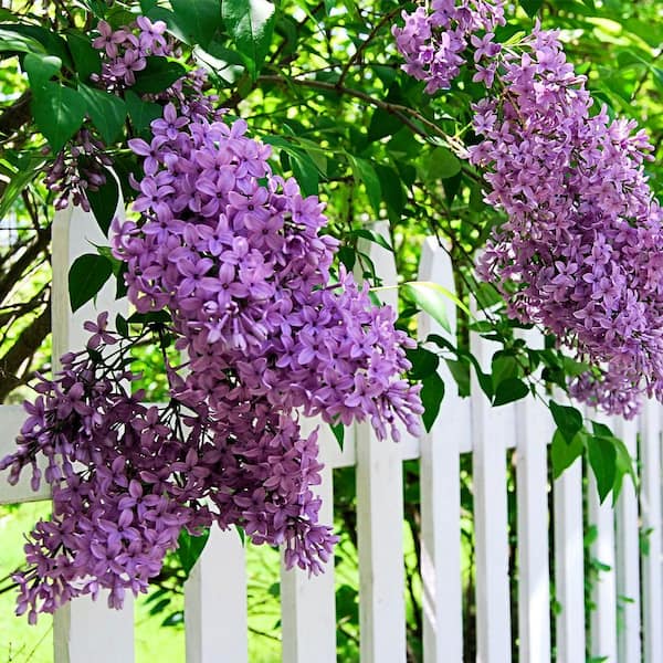 Fragrant Lilac Shrubs for Sale at Arbor Day's Online Tree Nursery - Arbor  Day Foundation