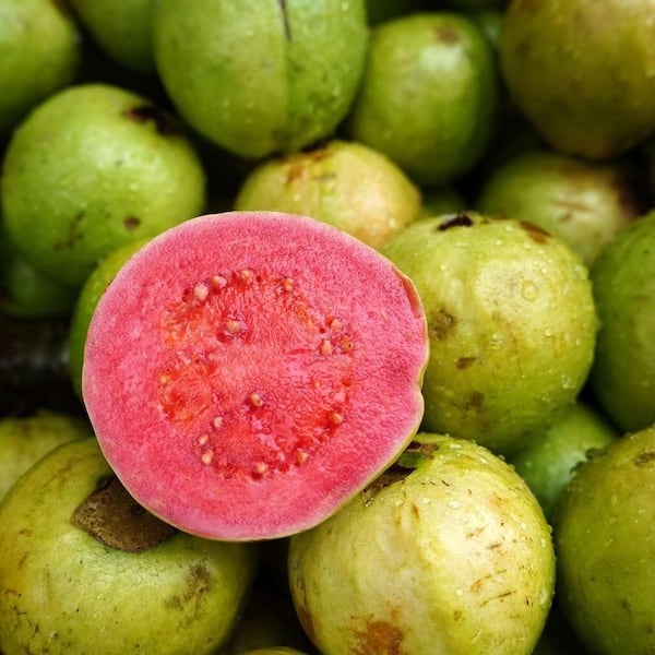 Wekiva Foliage Pink Guava Tree-Live Plant in a 1 Gallon Pot-Psidium Guajava-Edible Fruit Bearing Tree