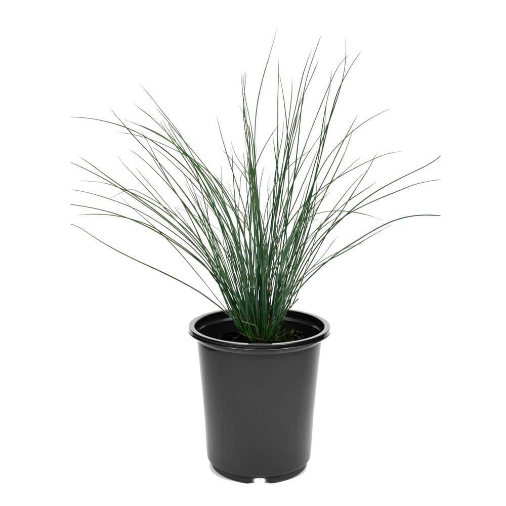 SMART PLANET 2.5 QT. Blue Dart Rush Ornamental Grass 1009230151 - The ...