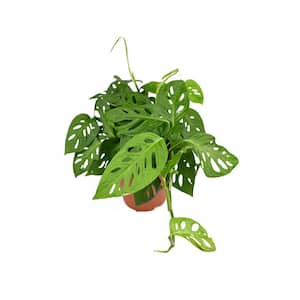 Monstera Adansonii, Live Indoor Plant, Easy Care Air Purifying Hanging Houseplant in 6 in. Grower Pot